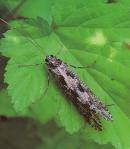 caddisfly