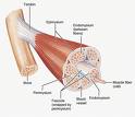 skeletal muscle