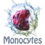 خلايا المونوسايتس التي تتسبب في أعراض القلق عند التعرض للضغوط