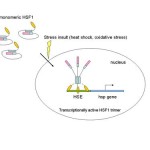 تأثير الأذى البيئي على جين HSF1