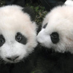 فضلات الباندا كوقود حيوي